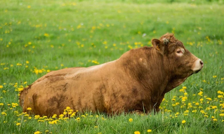 Сделката на доверието: Историята на Мария и нейната свекърва