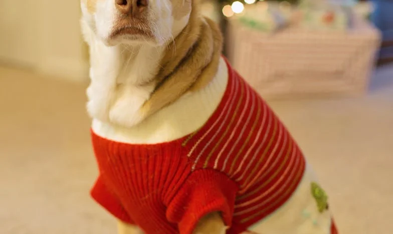 Анна, от днес ще спиш в кухнята – Историята на една майка в собствения ѝ дом