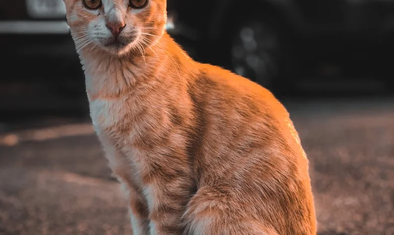 Непрестанният копнеж на Мария за внуци: История за надежда и разочарование