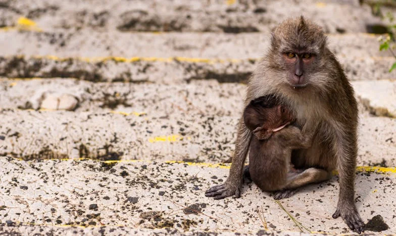 Когато снахата разделя семейството: Историята на една майка от Пловдив