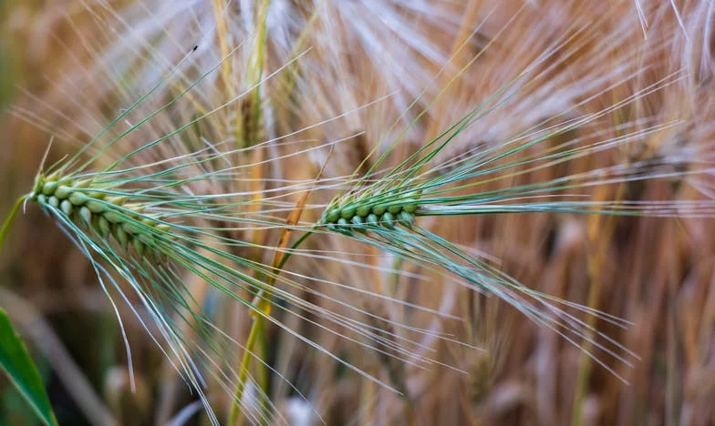 Коледната вечер, в която съседката ми стана семейство