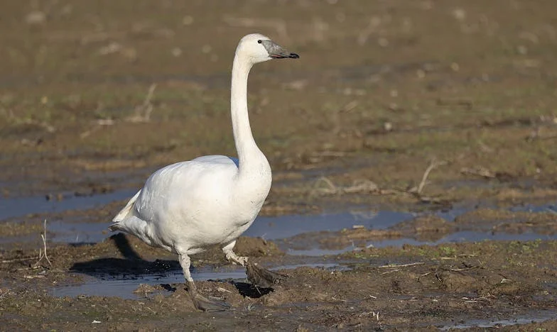 Разкъсаната завеса: Неочакваният годеж на Грета