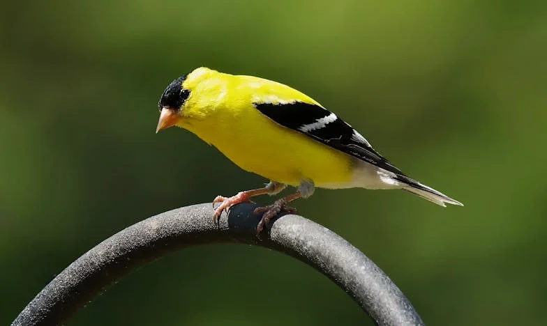 Денят, в който татко отказа да плати за сватбената ми рокля