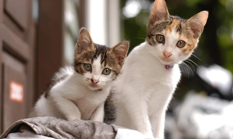 Когато всичко се срути: Историята на една българска майка и нейните близнаци