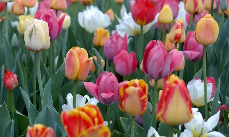 Космите ми не са срам: Историята на една българка, която отказа да се крие