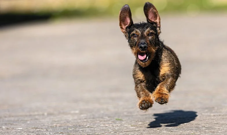Моята свекърва казва, че й липсват внуците, но никога не иска да ги гледа