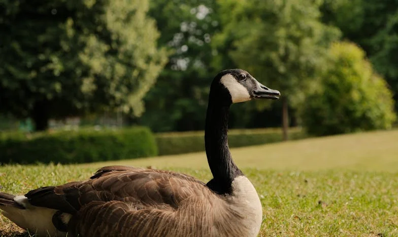 Неочаквано завръщане: Когато домът вече не е същият