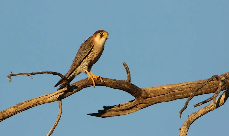 Непоканеният гост на семейната вечеря