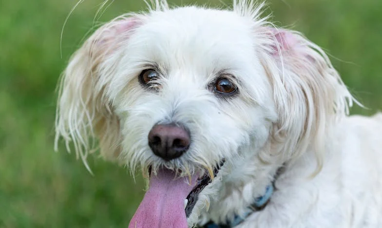 Несправедливостта на една завещание: Историята на една снаха в София