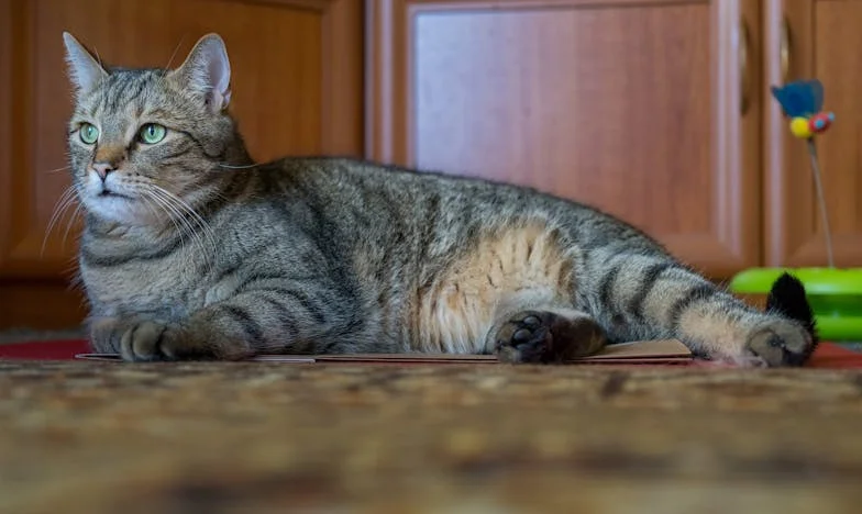 Новото начало: Как намерихме хармония след като напуснахме дома на свекърва ми