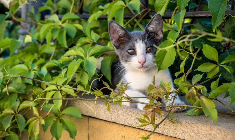 Отровният подарък: Историята на едно предателство и дълг, който никога не се изплати