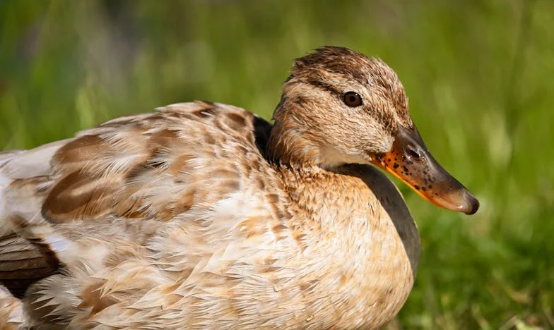 Сърцето ми остана в малкия Иван: Историята на една медицинска сестра и едно дете