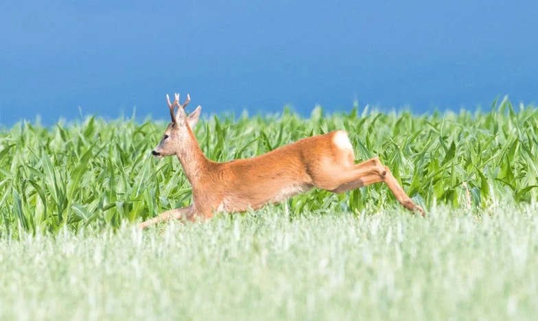 Сянката на съмнението: Когато любовта се изпитва след 40 години заедно