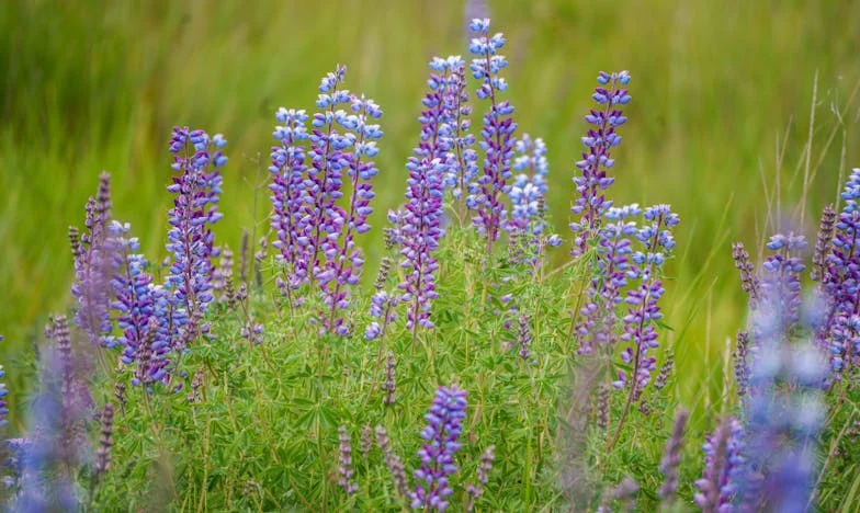Сянката на успеха: Историята на едно семейство, разкъсвано между амбиции и любов
