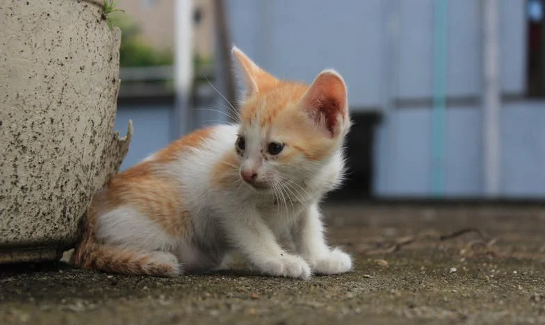 В капана на любовта: Как помощта към сина ми и снаха ми ме научи на граници и себеуважение