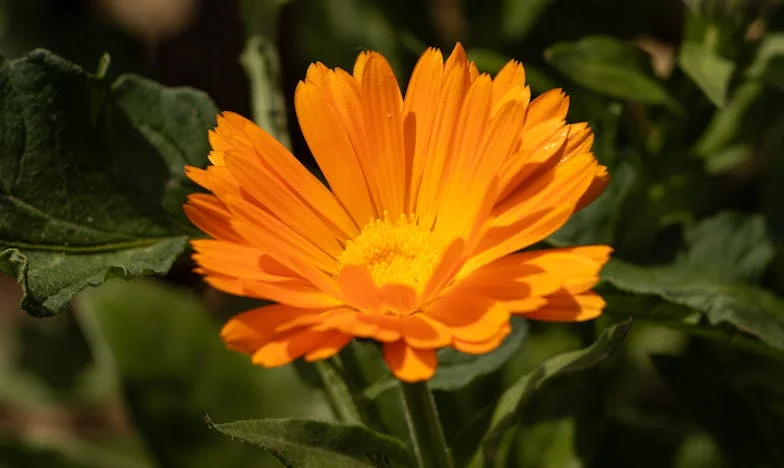 Бях ли права да помоля свекърва ми да си тръгне, след като разбрах какво е направила в наше отсъствие?