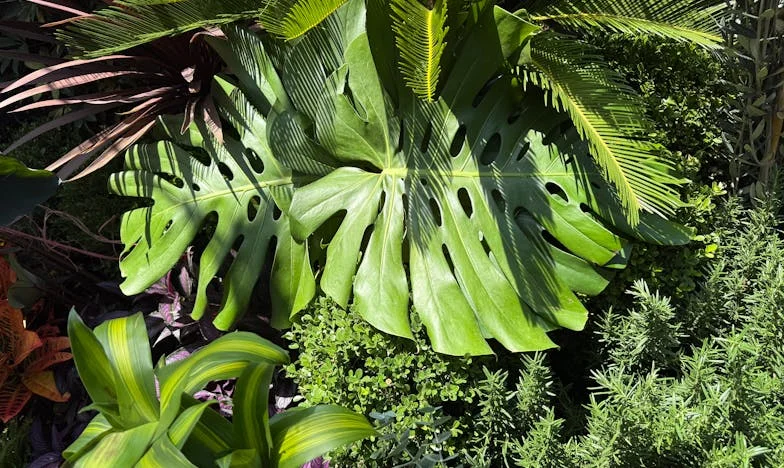 Цената на една сватба: Когато любовта разделя семейството