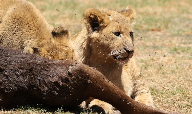 Къщи без дом: История за наследство, загуба и разпадащо се семейство