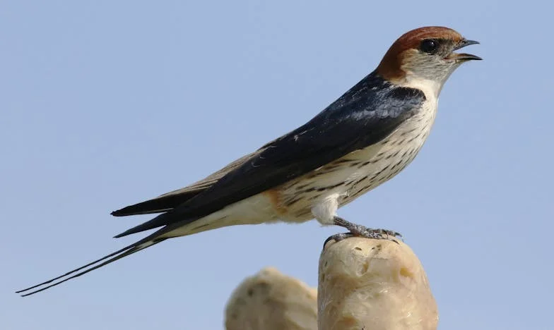 Когато брат ми отказа да бъде син: История за предателството, болката и достойнството на една майка