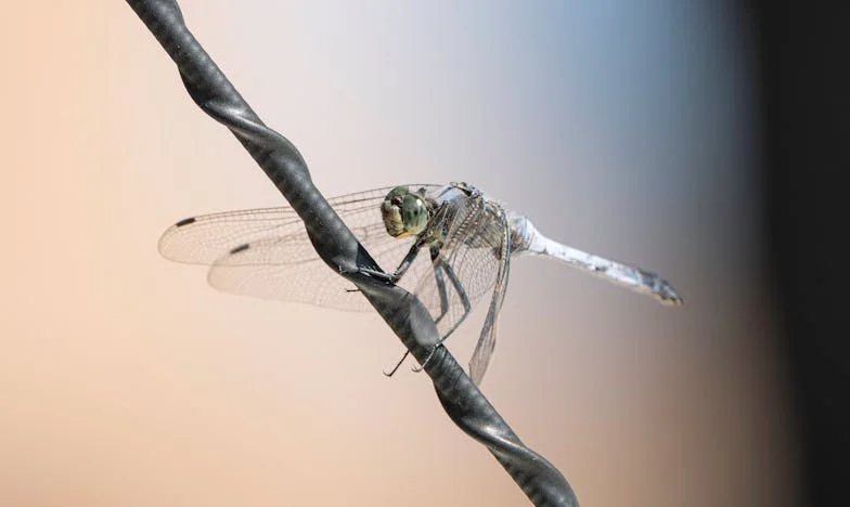 Когато истината боли: Историята на една разбита българска мечта