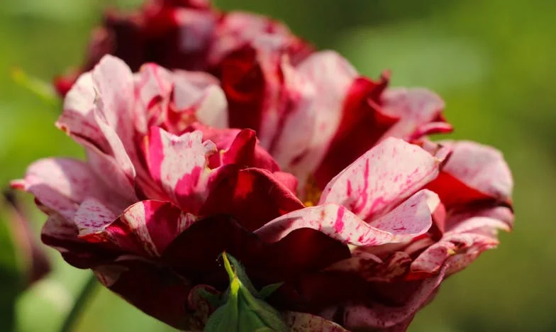 Когато се прибрах, непознат лежеше в леглото ми: Една софийска семейна драма