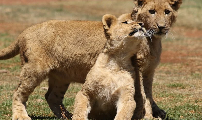 Когато собствената ми кръв се превърна в непозната: Борбата на една майка за дъщеря си