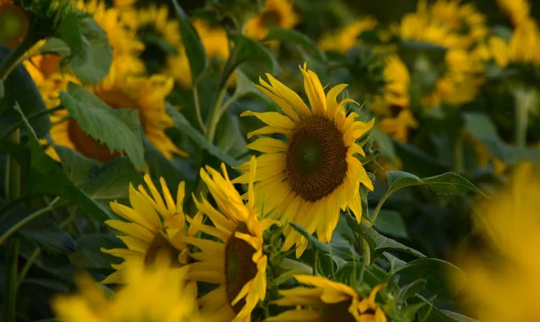 Лято, което никога няма да забравя: Историята на една свекърва и разбитите ни мечти