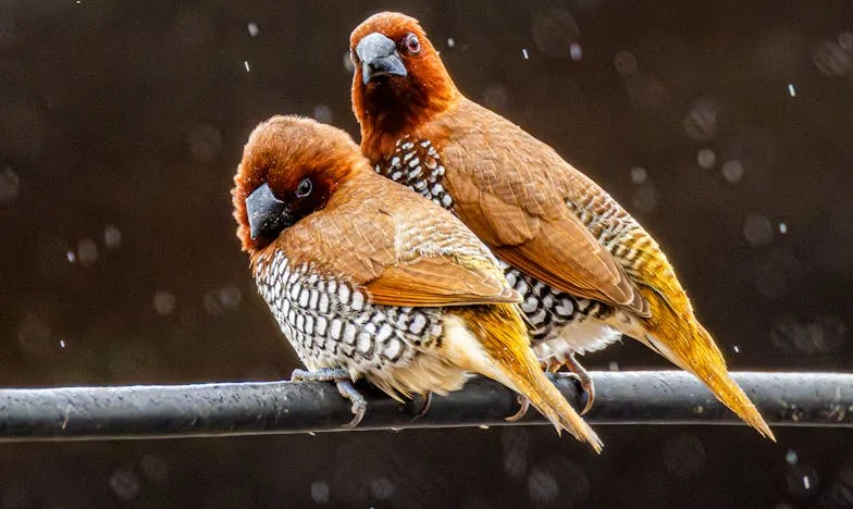 Майка му дойде на сватбата ми в бяло – но аз се смях последна