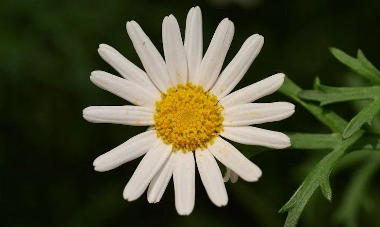 Между две сърца: Когато дъщеря ми и доведеното дете се превърнаха в съперници
