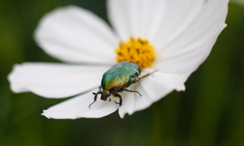 На кръстопътя: История за земята, семейството и гордостта