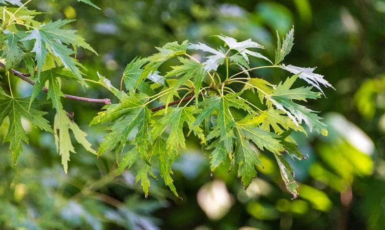 „Не искам да дойдеш на сватбата ми“: Историята на една майка, която изгуби дъщеря си в най-важния момент