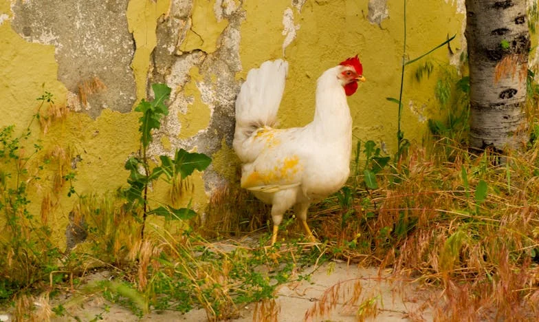 „Няма кошарка, няма повивалник, дори шише няма“ – Една майка се връща у дома в хаоса