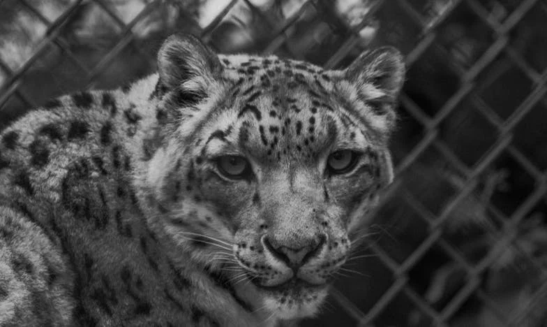 Самотата на дядо Петър: Когато стените проговориха