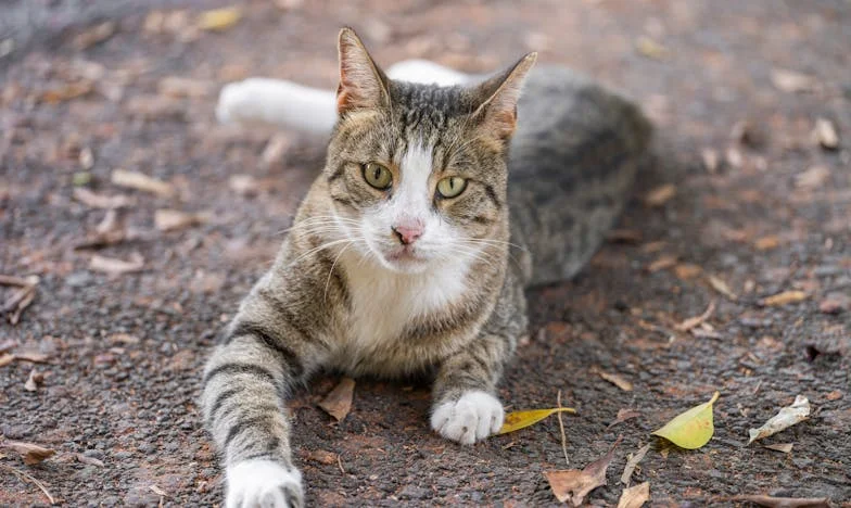 Сандъкът в мазето: Дядовата тайна, която преобърна живота ми