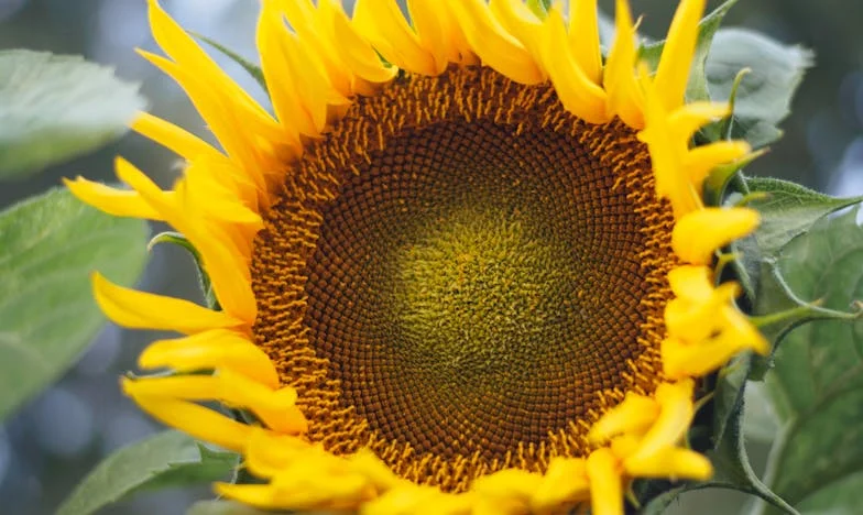 Три месеца между прошката и предателството: Моят път към истинското семейство