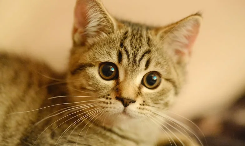 „Върнах се вкъщи, а той каза: Искам развод” – Тогава си спомних думите на майка ми