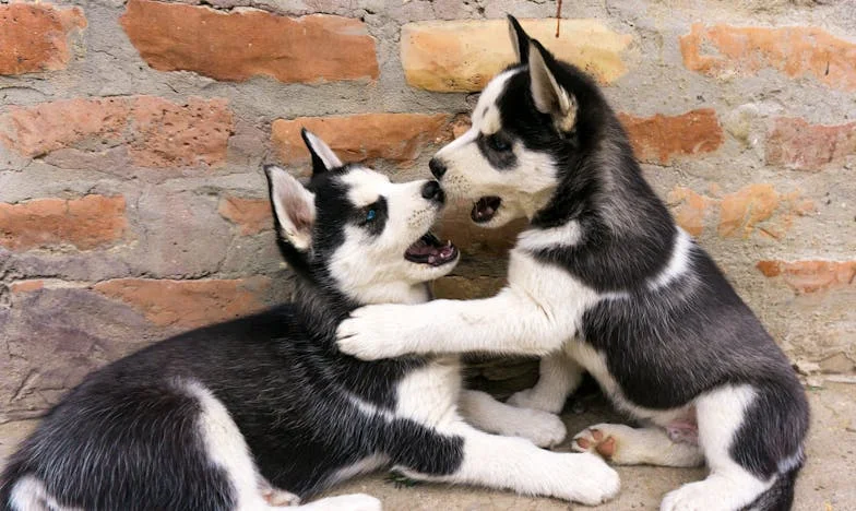 Всичко на моите плещи: Историята на сестрата, която винаги трябваше да бъде силна