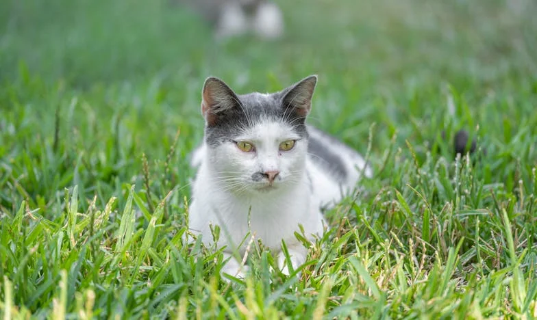 Втората прошка: Историята на едно разбито приятелство