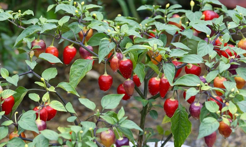 Градината, която ни събра: История за прошката между майка и дъщеря