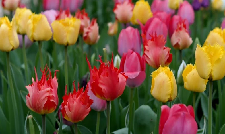 Къщата ни, но не и наша: Истината за семейството, парите и предателството