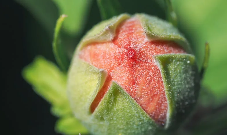 Когато никой не идва: Историята на един забравен брат