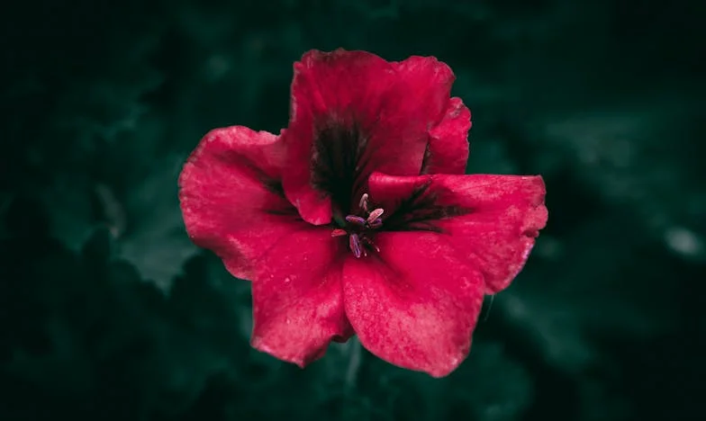 Когато новата приятелка на сина ми се нанесе – Битката за дома ми