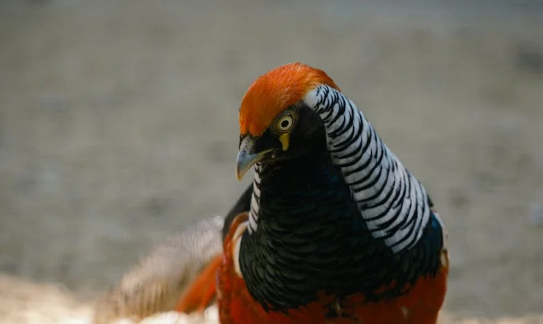 Когато свекървата поиска синът ѝ да се върне у дома: Историята на една жена между любовта и собствените си граници