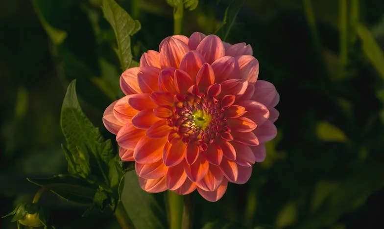 Когато свекървата се настани у дома: битката за границите и спасението на семейството