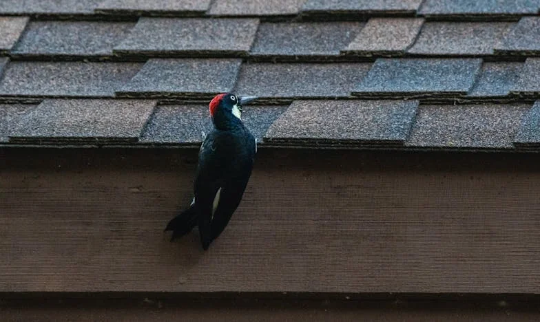 Мълчанието между нас: Историята на една снаха и нейната свекърва