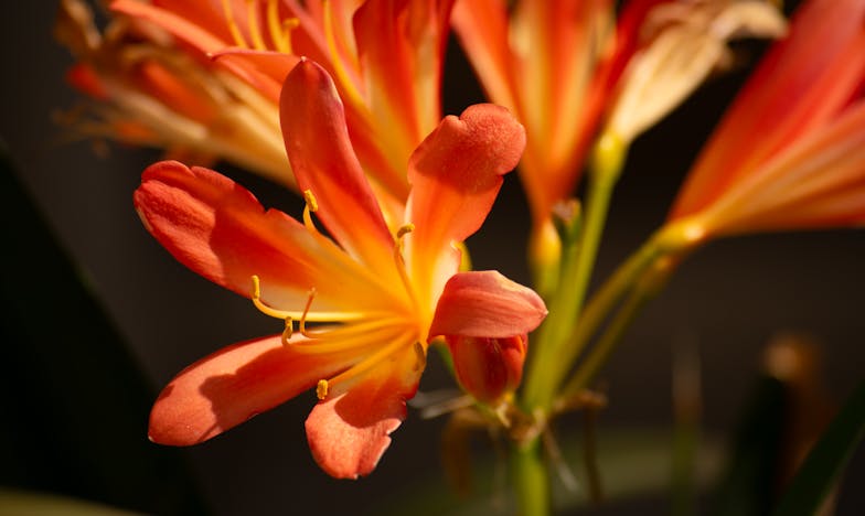 Мълчанието пред свекървата ми спаси брака ни