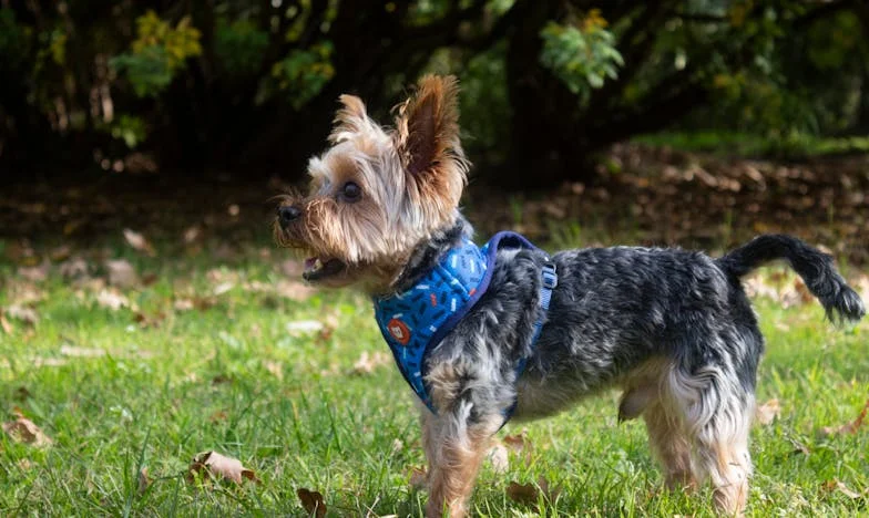 Мирисът на топъл хляб и горчивината на премълчаните думи