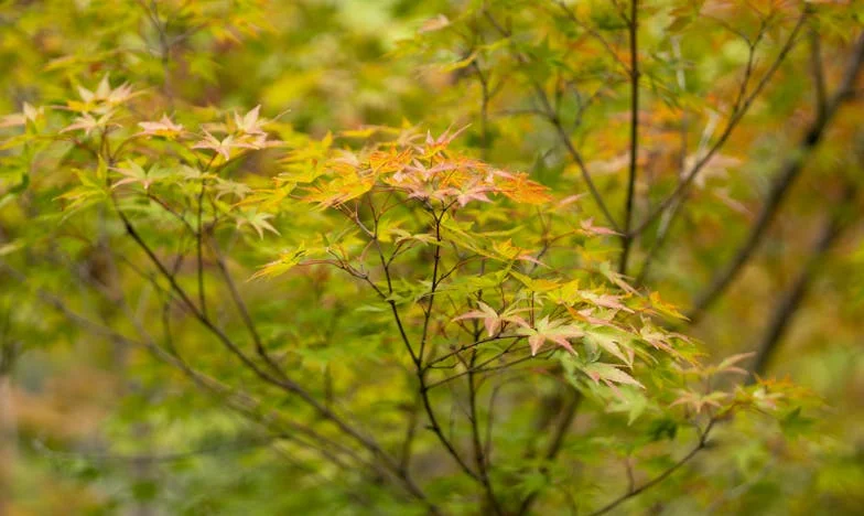 Не искам синът на мъжа ми да живее с нас: История за любов, страх и граници