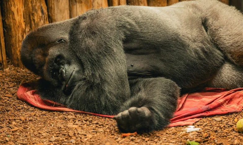 Неделният обяд при мама Мария: Истината, която разруши всичко