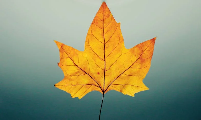 Неочакваните присъди на бившия ми съпруг за издръжката на детето